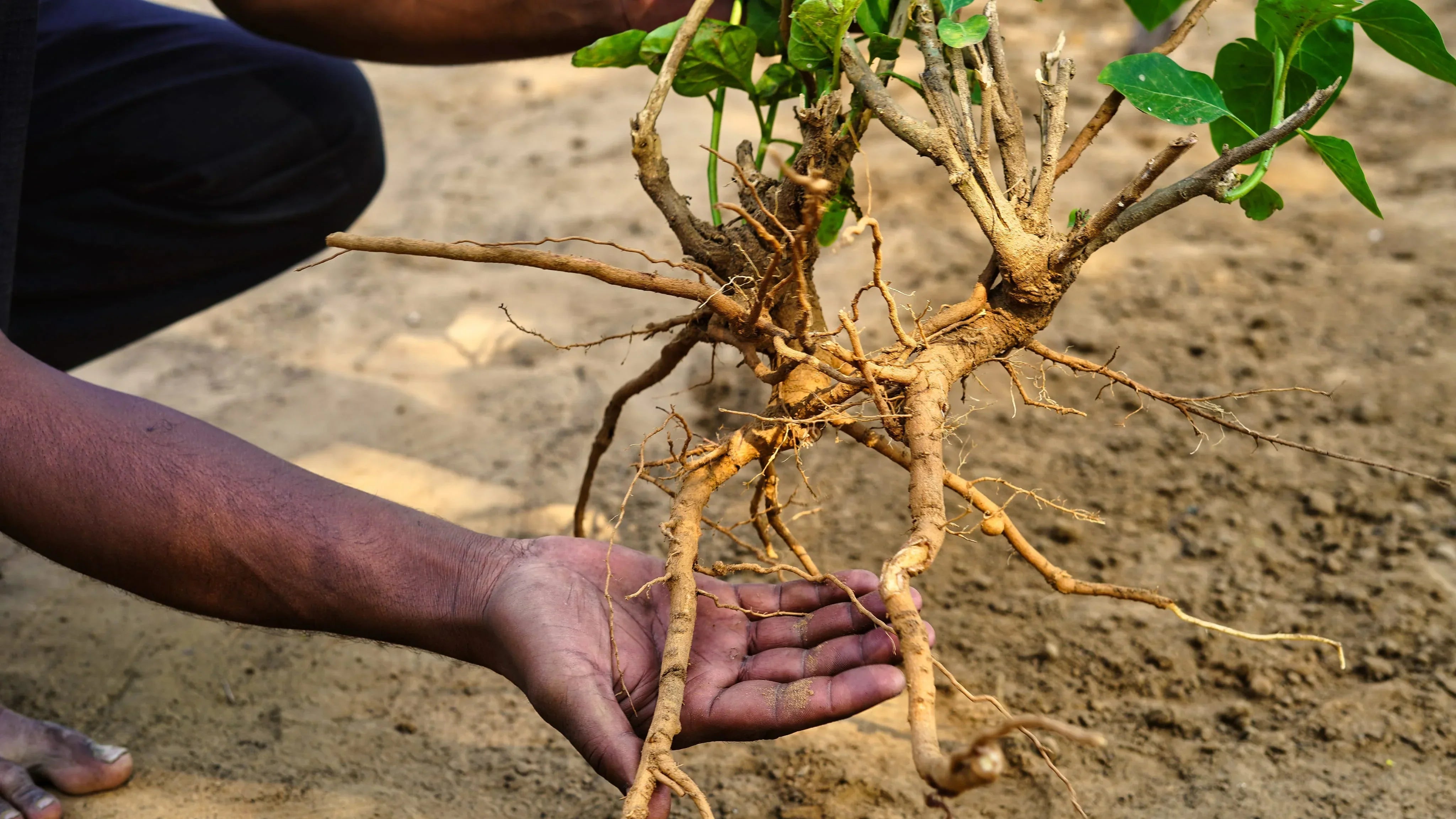 10 Health Benefits of Ashwagandha