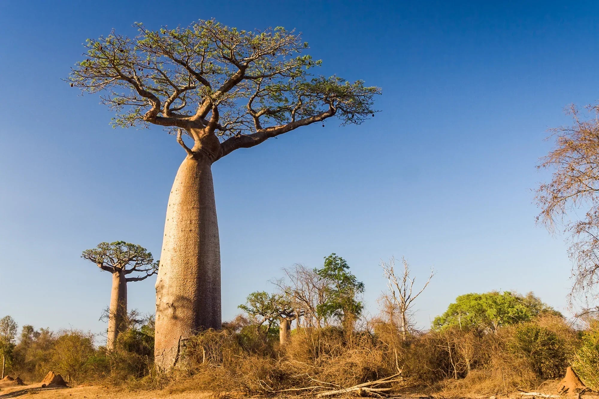 Why the “Eternal Tree” Might Be the Missing Link in Your Wellness Routine