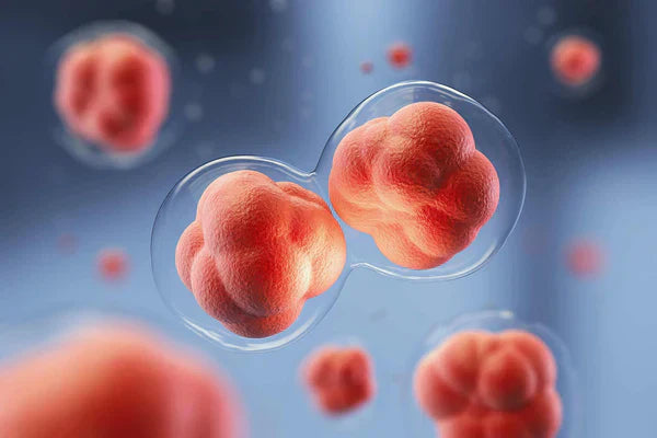 How To Support Healthy Estrogen Levels: The All Encompassing Guide